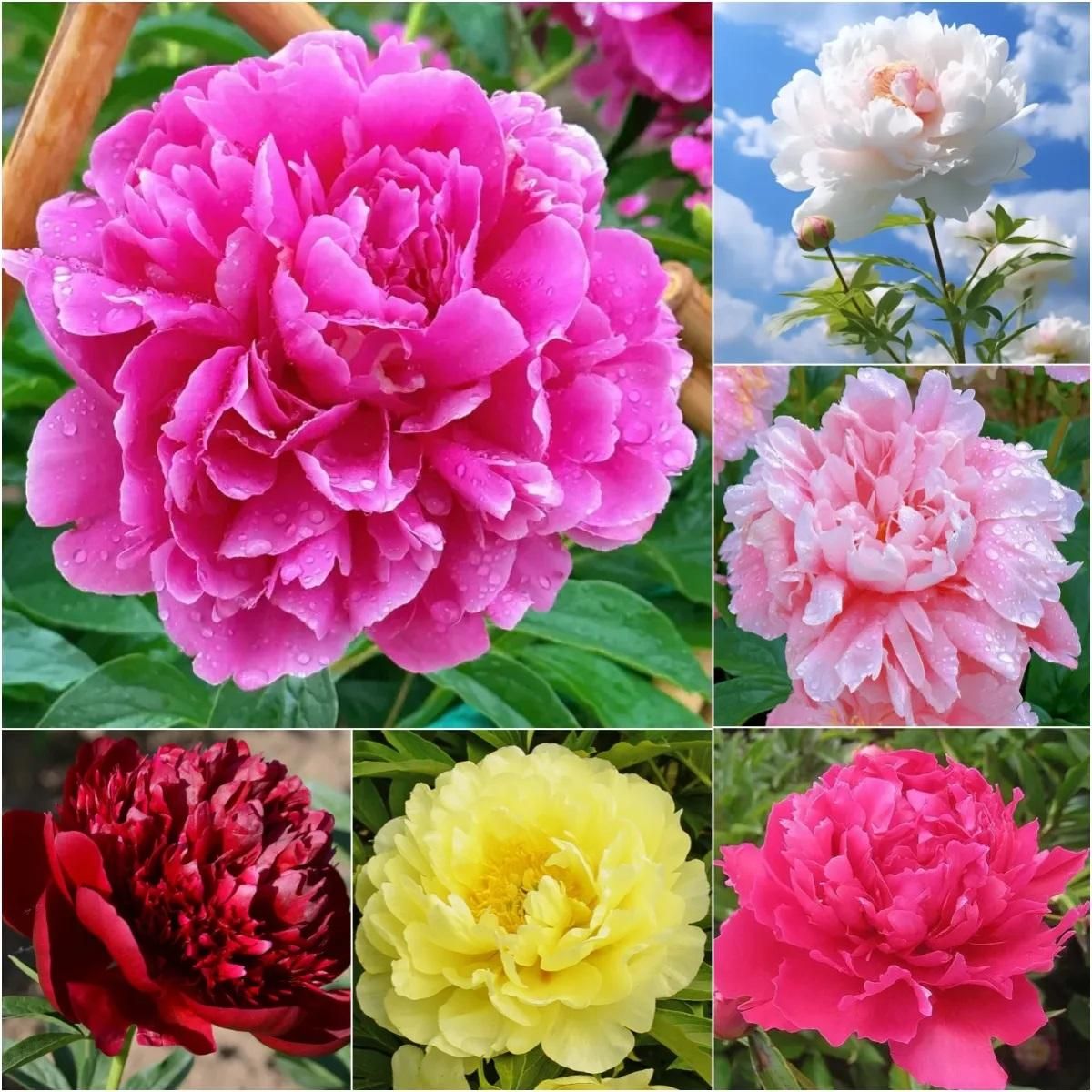 The Queen of Flowers -Peony Flower 🔥BUY 10 GET 10 FREE 🔥