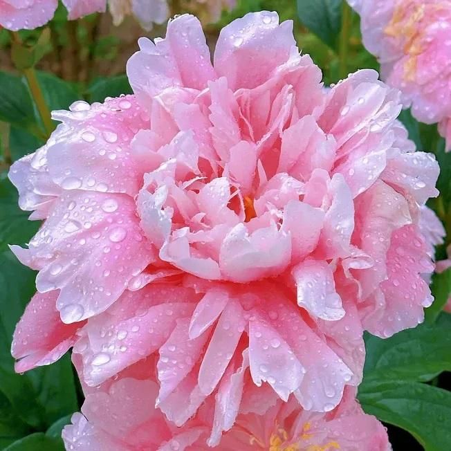 The Queen of Flowers -Peony Flower 🔥BUY 10 GET 10 FREE 🔥