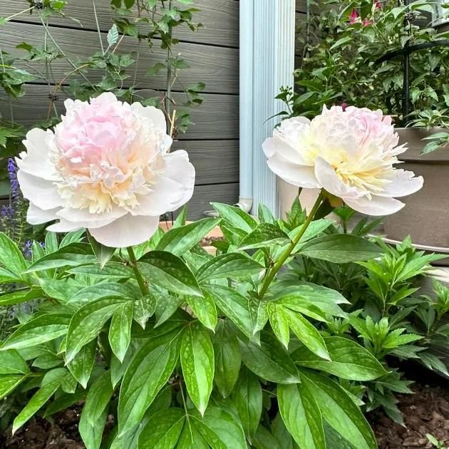 The Queen of Flowers -Peony Flower 🔥BUY 10 GET 10 FREE 🔥